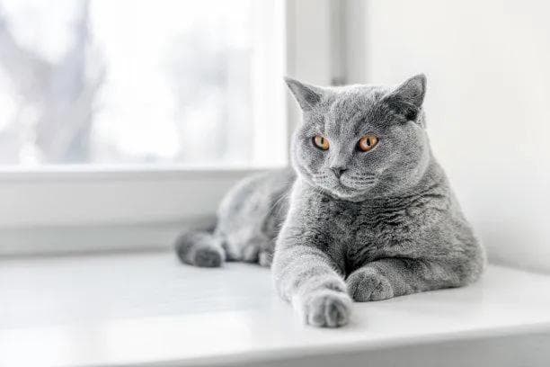 猫行为解密：探索猫咪日常行为背后的深层含义与心理世界