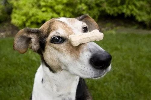 响片训练狗狗捡物，轻松上手！