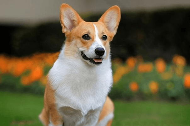 中型宠物犬有哪些品种（名称大全）