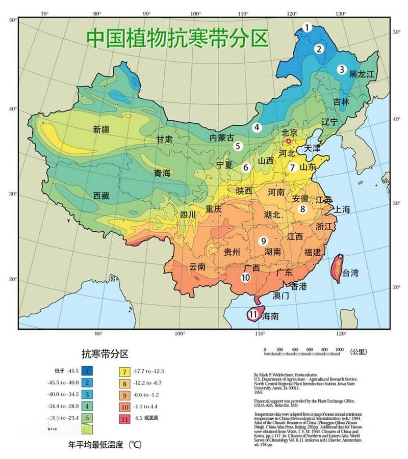 藤本月季耐寒吗？一文详解藤本月季耐寒性分区表