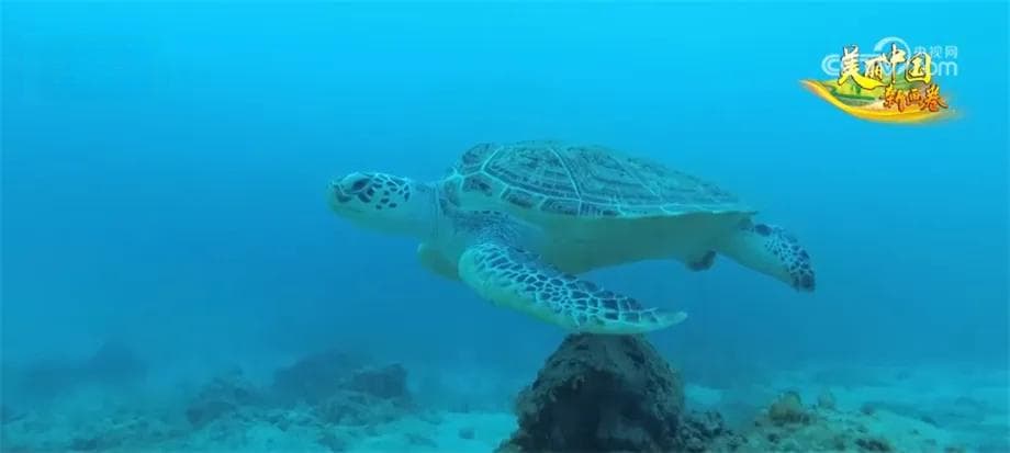 从302种保护名录到154窝海龟蛋：我国海洋生态持续向好