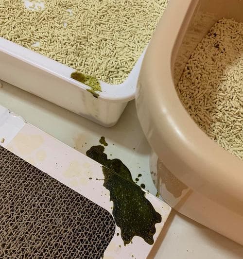 猫咪粪便的健康指南（从颜色、质地到气味，了解猫咪粪便健康状况）
