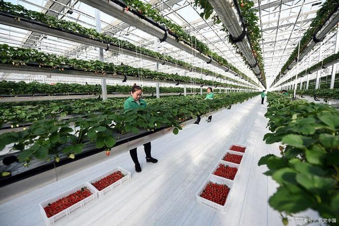 物联网技术在禽舍环境监控中的应用：设计与实现，打造智慧农业