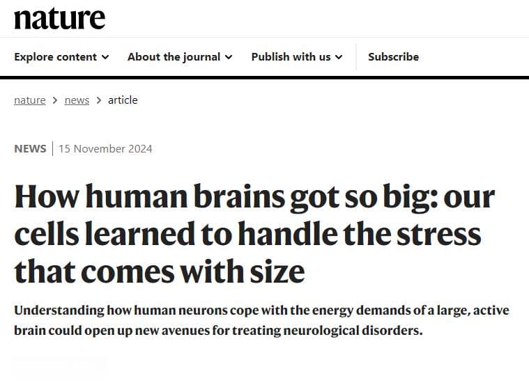Nature：人类大脑为何能进化得如此庞大？研究揭示背后的细胞压力应对机制