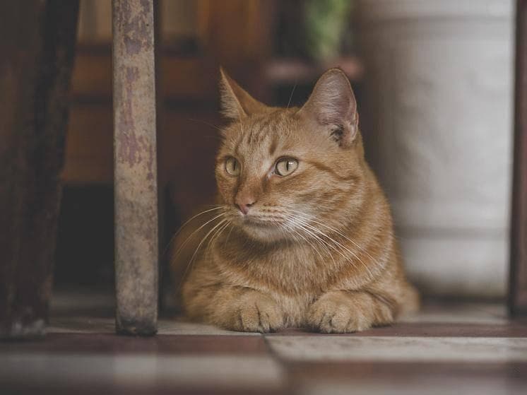 猫咪十大常见行为解读：这样读懂你的爱宠