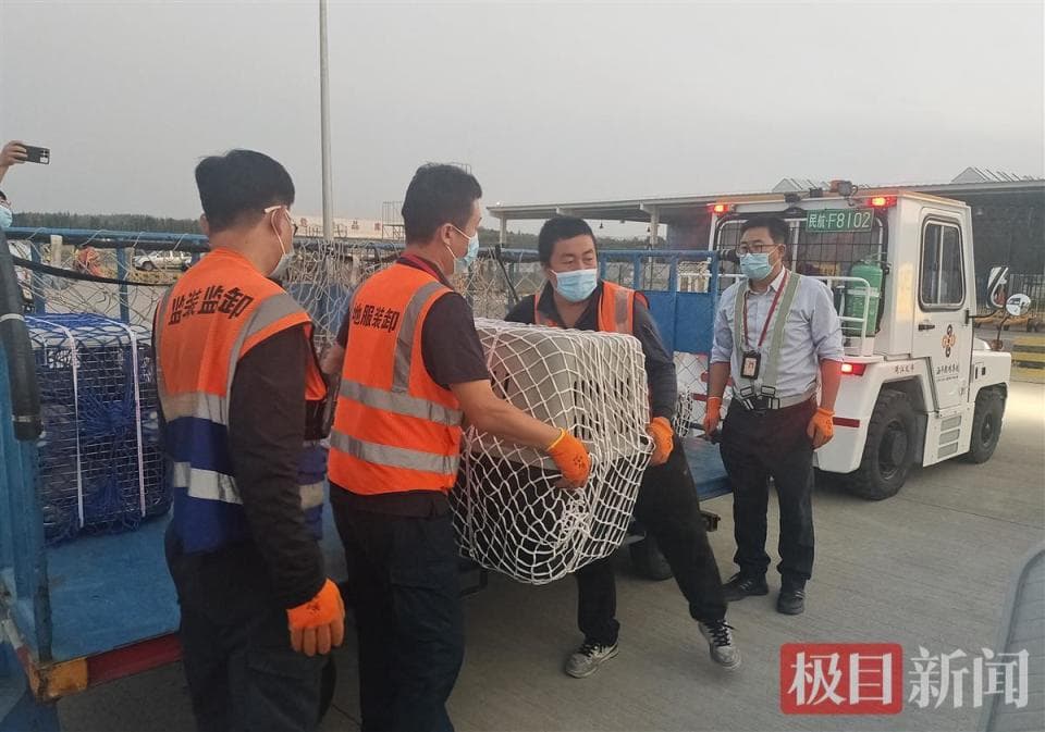 十一假期想带宠物出门远行？有这几种途径可以实现