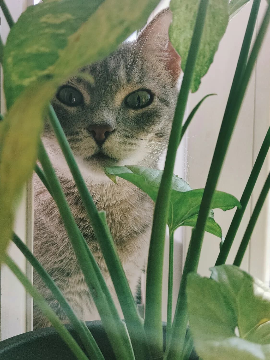从宋代猫画到音乐剧《猫》：跨越千年的艺术对话