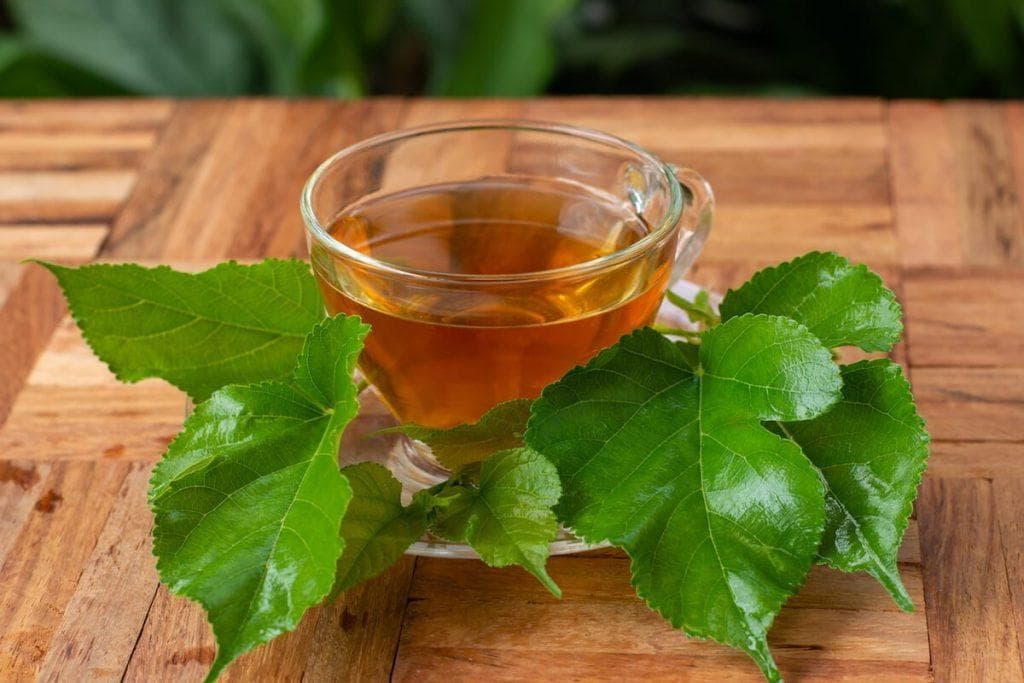 桑叶茶：4个显著的健康益处