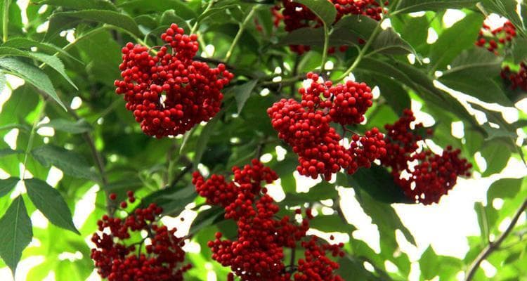 红豆的象征意义：探寻红豆的文化内涵与情感寓意