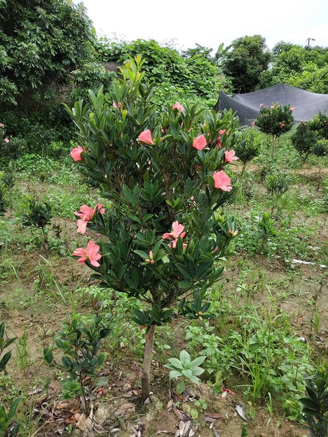 月季上嫁接茶花的管理方法