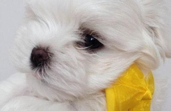 马尔济斯犬驱虫全攻略：从喂养、定期检查到驱虫，给宠物最完美的呵护！