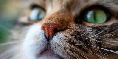 猫咪鼻子干燥、破裂？这些原因和治疗方法你需要知道