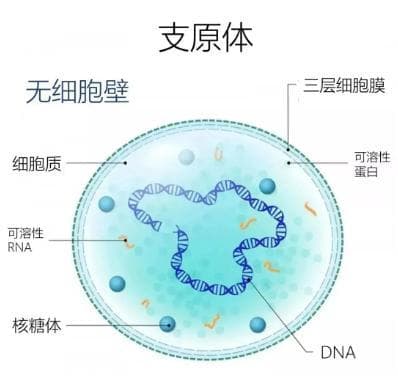 家有小宝的爸妈注意了，支原体肺炎高发，这些干货请收好