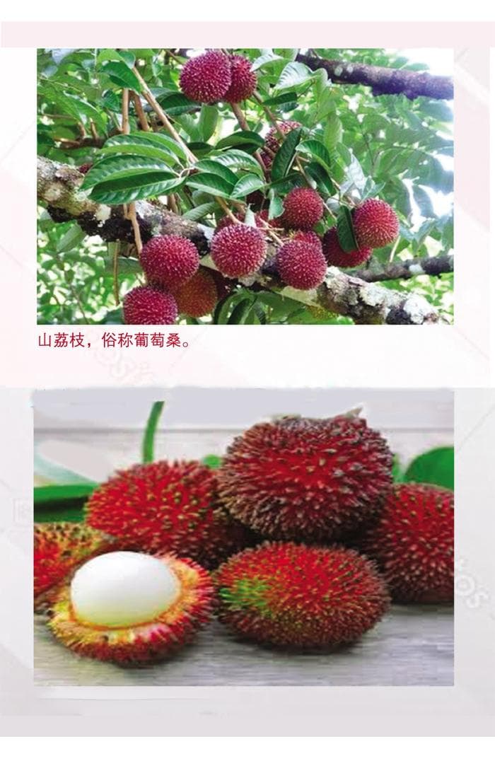 常青水果红毛丹具备发展潜能