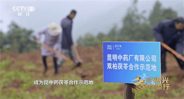 茯苓产业链助力云南乡村振兴：央视探访“中药瑰宝品牌”