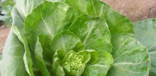 甘蓝种植时间与方法的全面介绍（春季和秋季种植甘蓝的最佳时期和步骤）