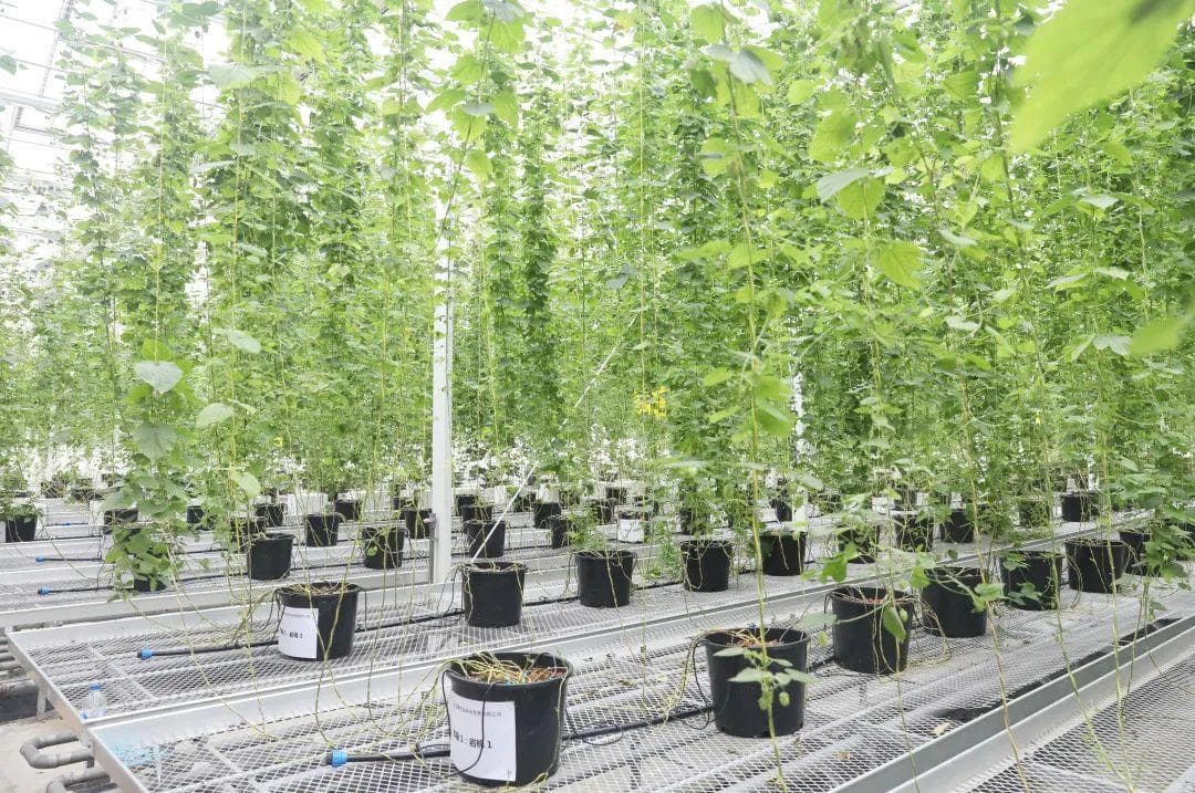 这些植物是酒类酿造的灵魂！从啤酒花到葡萄，一文读懂酒类原料植物