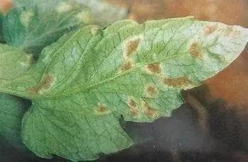 百菌清、多菌灵、甲基硫菌灵怎么用？有啥不同？一下说清！