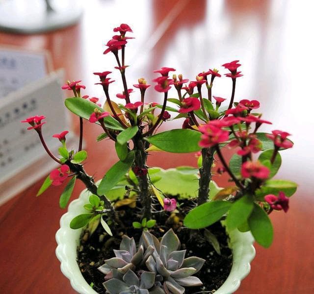 虎刺梅：四季花开的绿色奇迹，新手也能轻松驾驭！