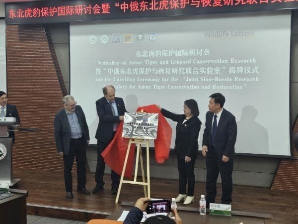 中俄携手成立东北虎保护实验室，打造跨境保护新平台