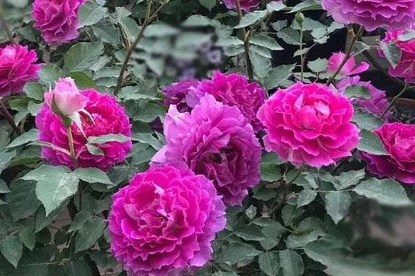 天方夜谭月季花的养殖方法