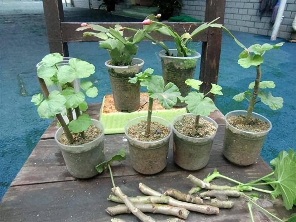 秋分之后，可以扦插七种花，沾土生根，“好活”易开花