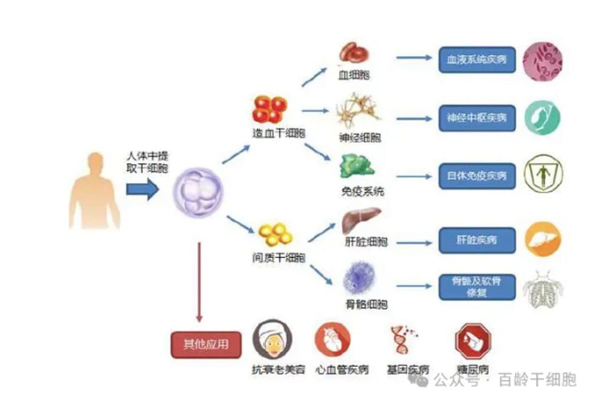 干细胞与生物3D打印：未来医疗的新融合应用