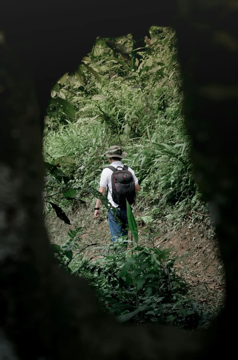 白云山的神秘传说：郑仙采药的秘密