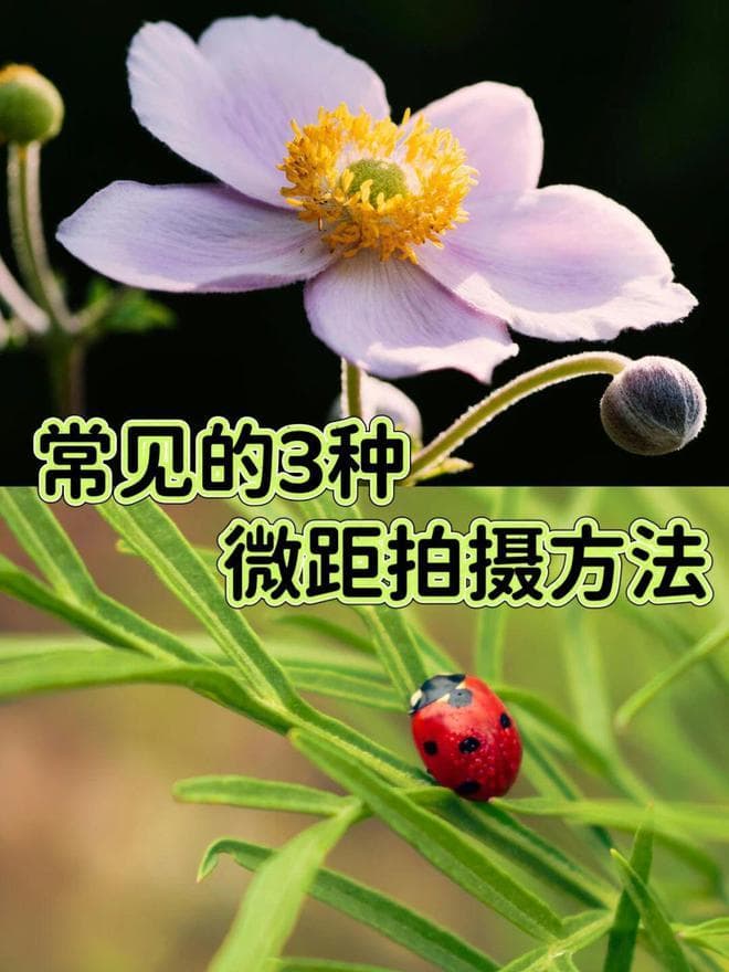摄影教程分享｜常用的三种微距拍摄方法！
