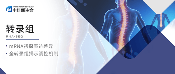 腰椎病治疗新突破！陆军军医大学开发新型动态水凝胶，可延缓椎间盘退变