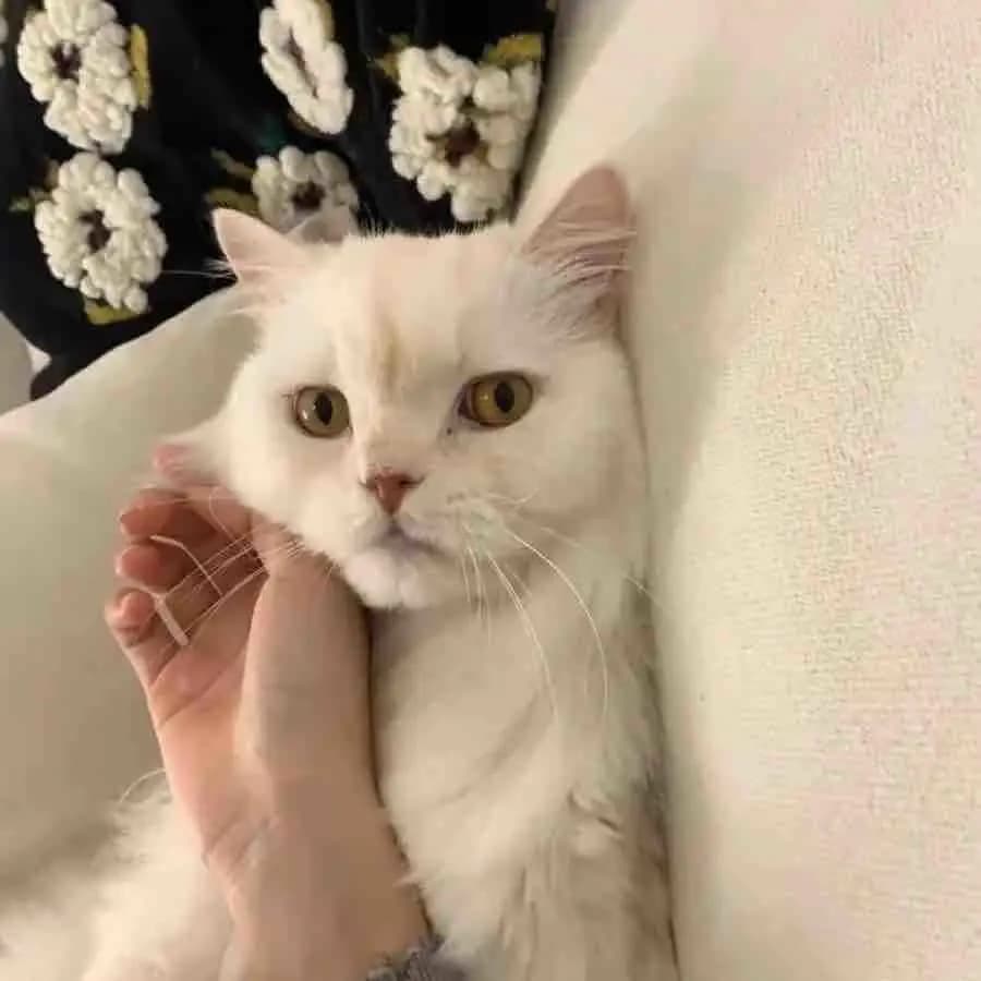 卡酷幼儿园开展“二月二，龙抬头”系列亲子活动