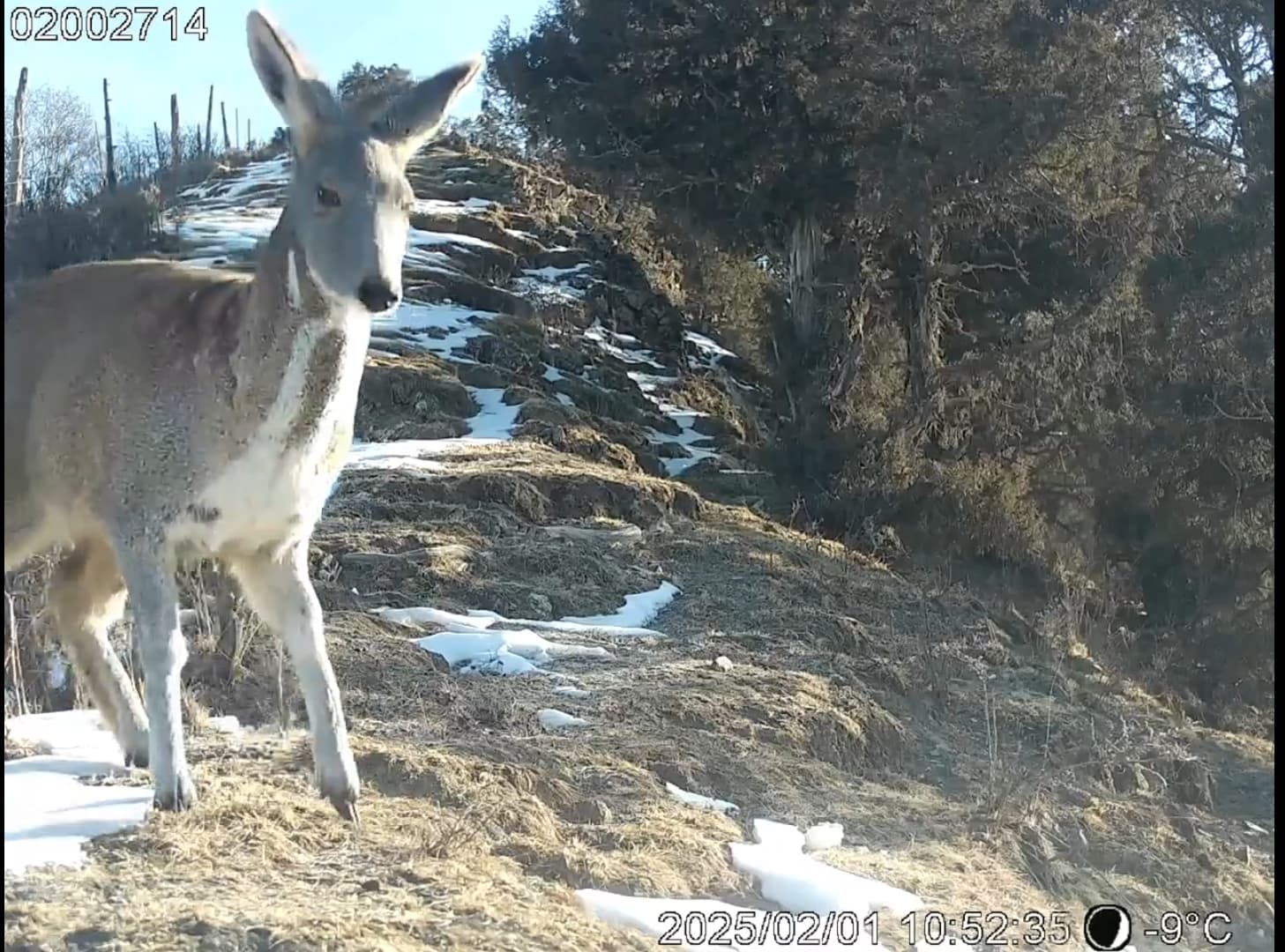 甘肃国家公园智慧监测成果显著 大熊猫雪豹等珍稀动物频频亮相