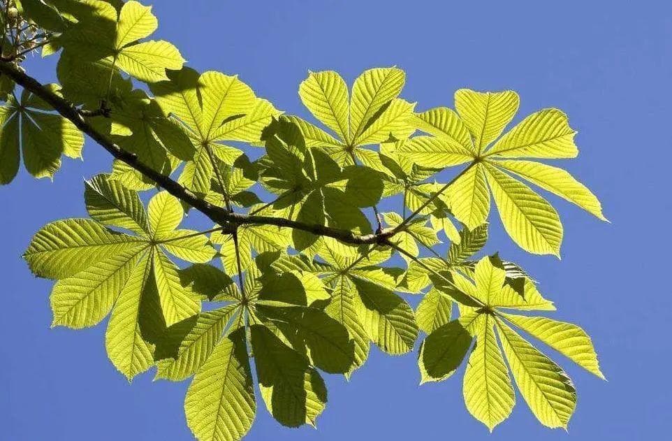七叶树：药用观赏食用兼备，一文读懂其多重价值