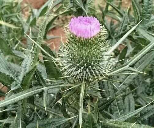 养肝护肝的神奇草药——水飞蓟