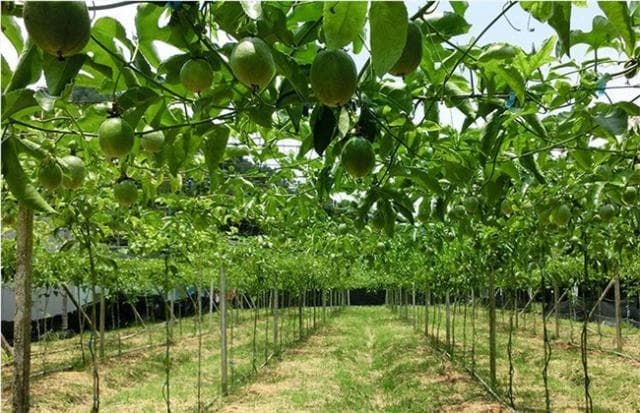 百香果施肥全攻略：从种植到收获的科学施肥指南