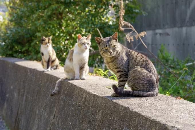 享受被猫迷围绕的幸福！福冈必去的猫岛魅力盘点
