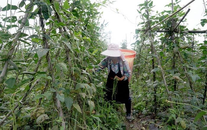 四川绵竹红旗村：特色蔬菜种植助力乡村振兴