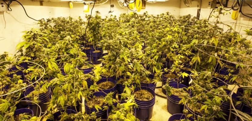 大麻的副作用：短期和长期