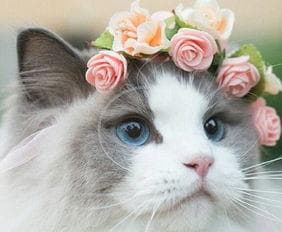 猫咪偏爱人体温暖，寻求安全感。