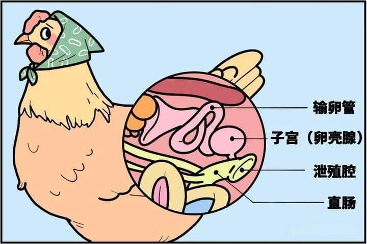 12款无菌蛋对比：3.6元一枚的可生食鸡蛋更安全、更营养？
