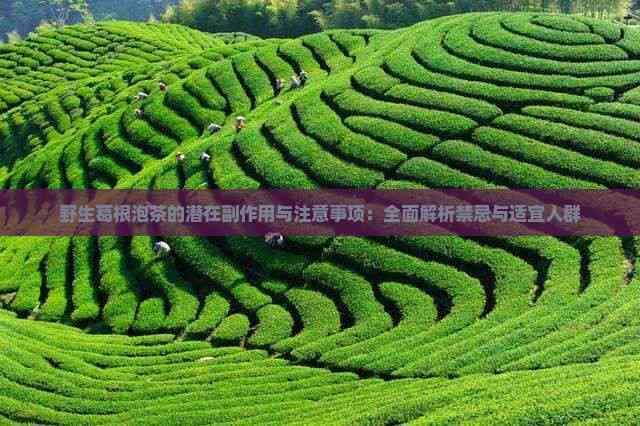 野生葛根泡茶的潜在副作用与注意事项：全面解析禁忌与适宜人群