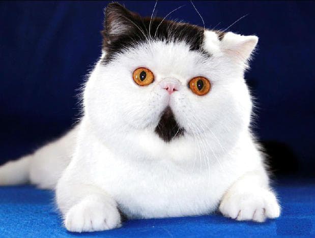异国短毛猫的日常护理指南