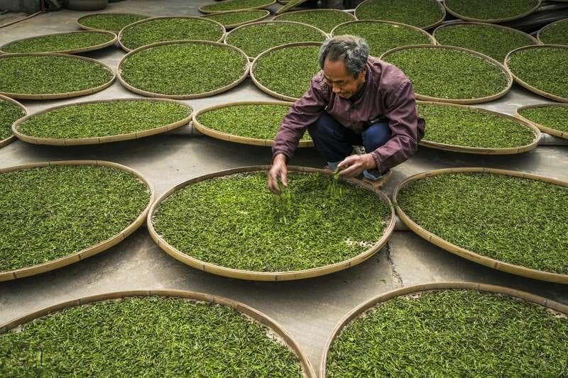网络爆火的泰顺茶歌，背后故事更惹乡愁