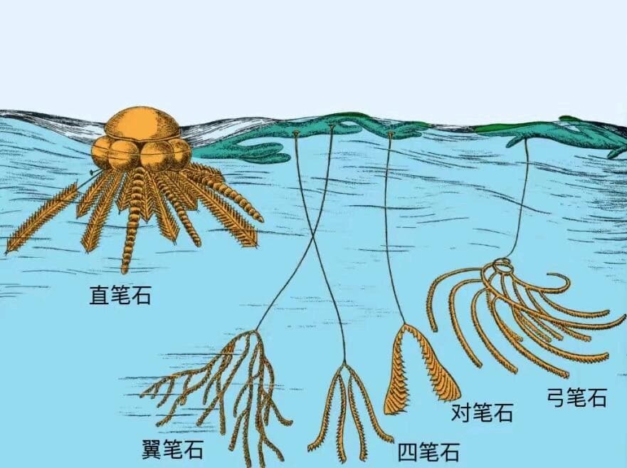 书写在岩石中的痕迹-笔石
