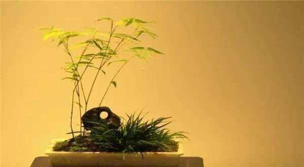 文人情怀 菖蒲情深