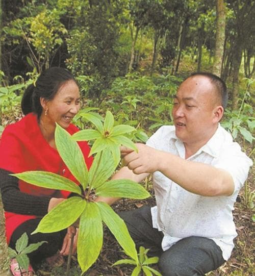 石参，滋补养生的神奇植物（探寻石参的功效与作用，享受美味的食用方法）