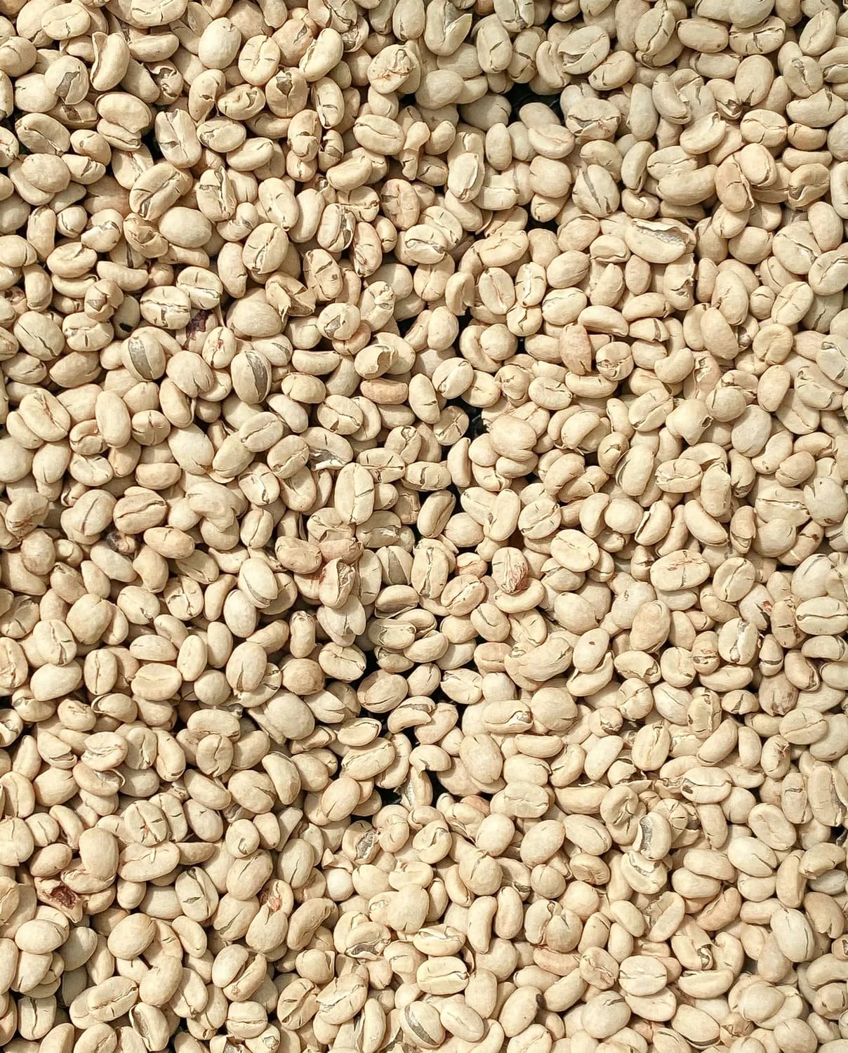 食母生片使用全攻略：从儿童到成人，这些要点需谨记