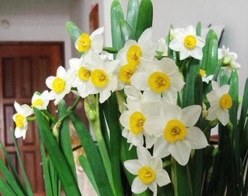 水仙花的形态特征及生长习性（探究水仙花的外貌、喜好和种植技巧）