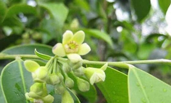探秘沉香的药用价值（从中医角度解析沉香的功效与作用）