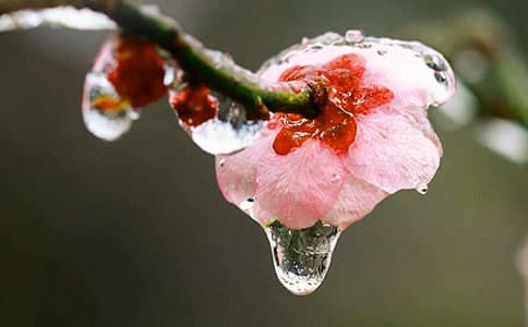 梅花魂课文主要内容
